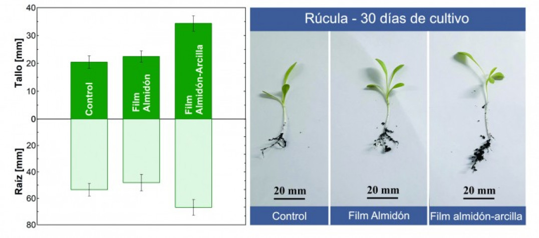 imagen Mejora en el proceso de germinación y crecimiento de semillas de rúcula cuando se usan las películas de almidón.