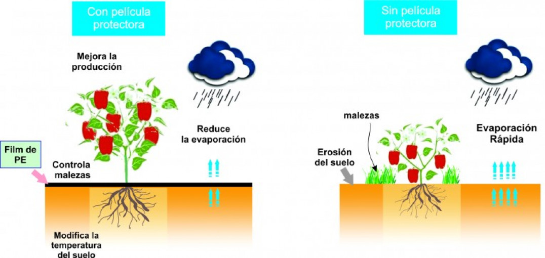 imagen Un esquema de los beneficios de usar el manto o película protector en el cultivo de hortalizas
