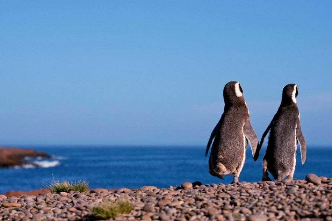 imagen Puerto Madryn en octubre