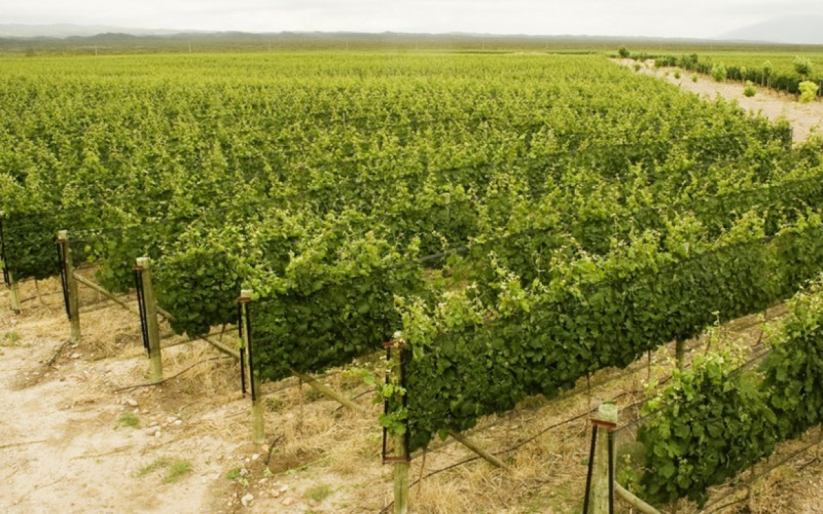 imagen POLILLA DE LA VID: INSCRIPCIÓN PARA LA ASISTENCIA GRATUITA A PRODUCTORES VITÍCOLAS DE MENDOZA